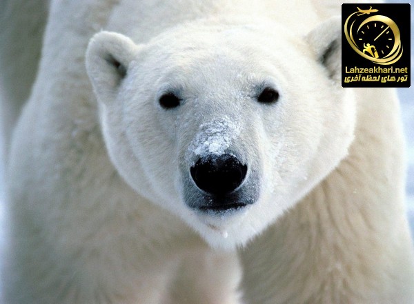 خرس قطبی در کانادا