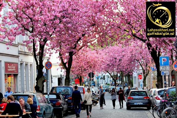 خیابان شکوفه های گیلاس بُن آلمان