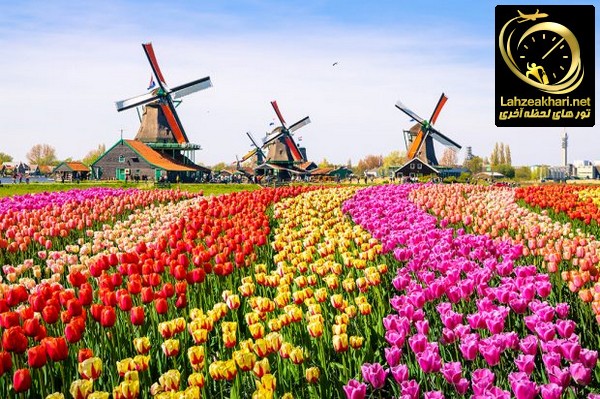گل لاله در هلند