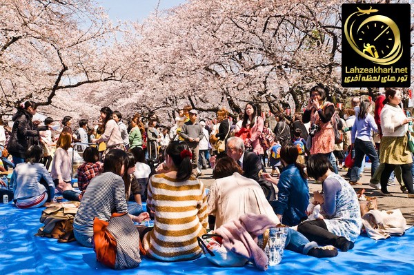 فستیوال شکوفه های گیلاس ژاپن