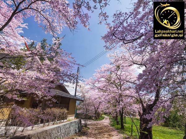 شکوفه های گیلاس در ساپورو ژاپن