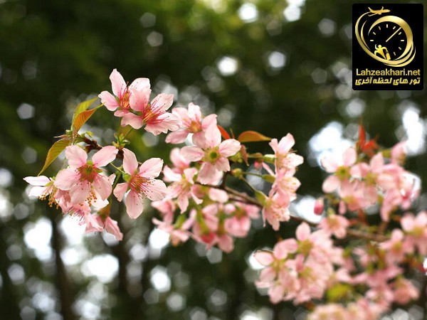 شکوفه های گیلاس در شیلونگ هند