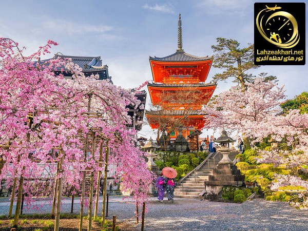 شکوفه های گیلاس در کیوتو ژاپن