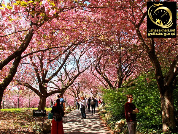 شکوفه های گیلاس در نیویورک آمریکا